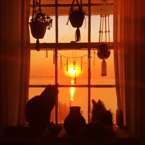 Meet your Posher, Dreamsofthefox - Picture 2 of 4